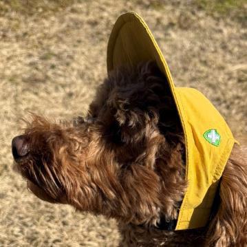INSECT SHIELD DOG CAP （黄）