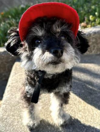 INSECT SHIELD DOG CAP（赤）